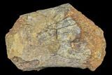 Fossil Hadrosaur Phalange (Toe) Bone - Aguja Formation, Texas #116492-2